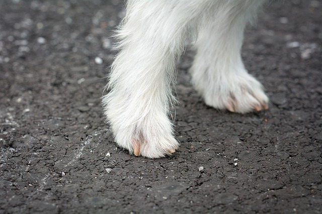 dog-feet-1543307_640