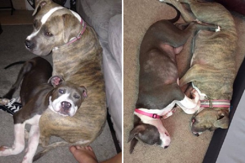 Image Source: Friends to the Forlorn Pit Bull Rescue