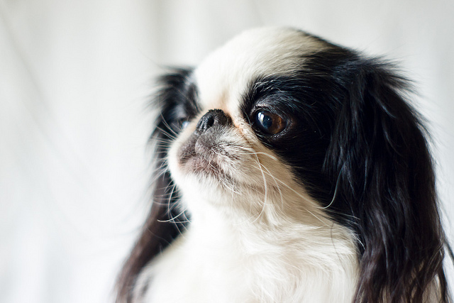 Portrait of some Japanese Chin dogs that we own. I've tried to create unique emotion portraits with low dept of field. Photographs for the Sunday Potography (Fotosndag) with the them Depth of Field (skrpedjup)