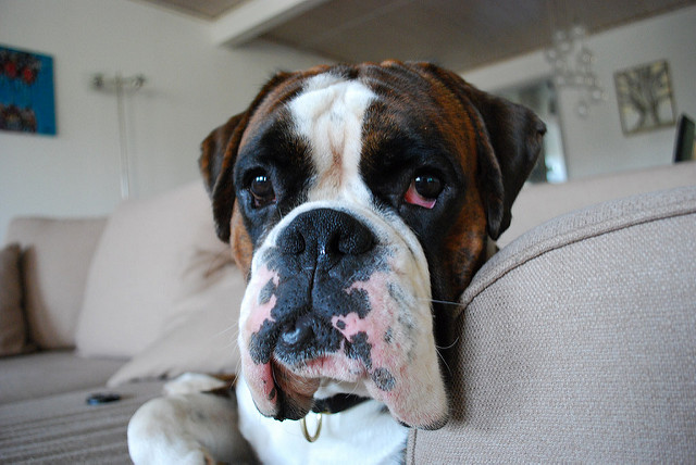 do boxers have droopy eyes