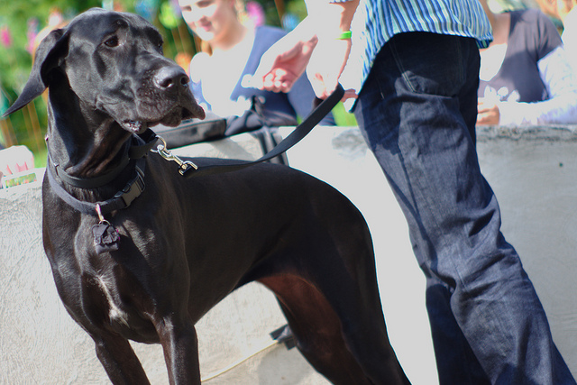 Great Dane From Pulling On A Leash