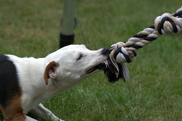 How to Use Toys as Rewards in Dog Training