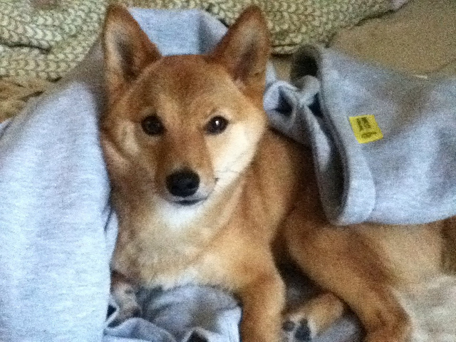 Image Source: Taro the Shiba Inu via Flickr 