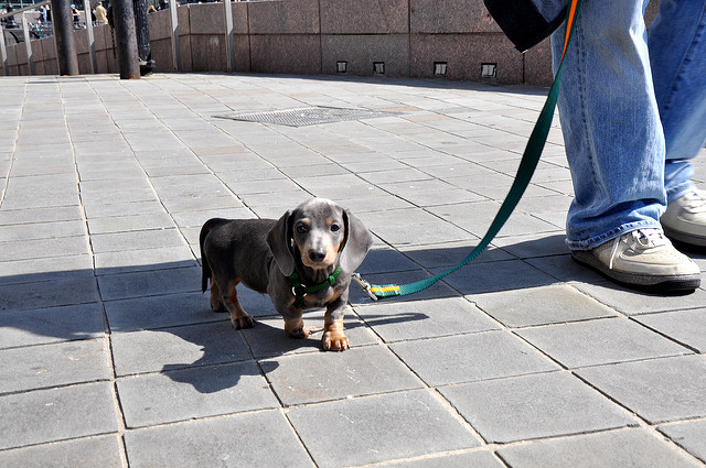 best leash for dachshund,www.macj.com.br