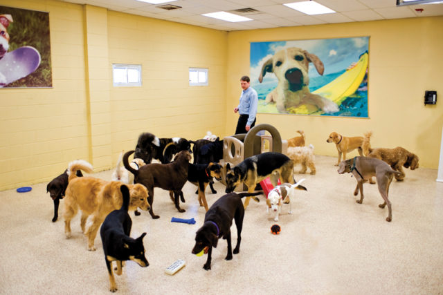 Doggie-Daycare-large-dogs