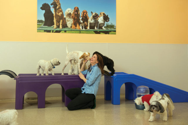 Doggie-Daycare-small-dogs
