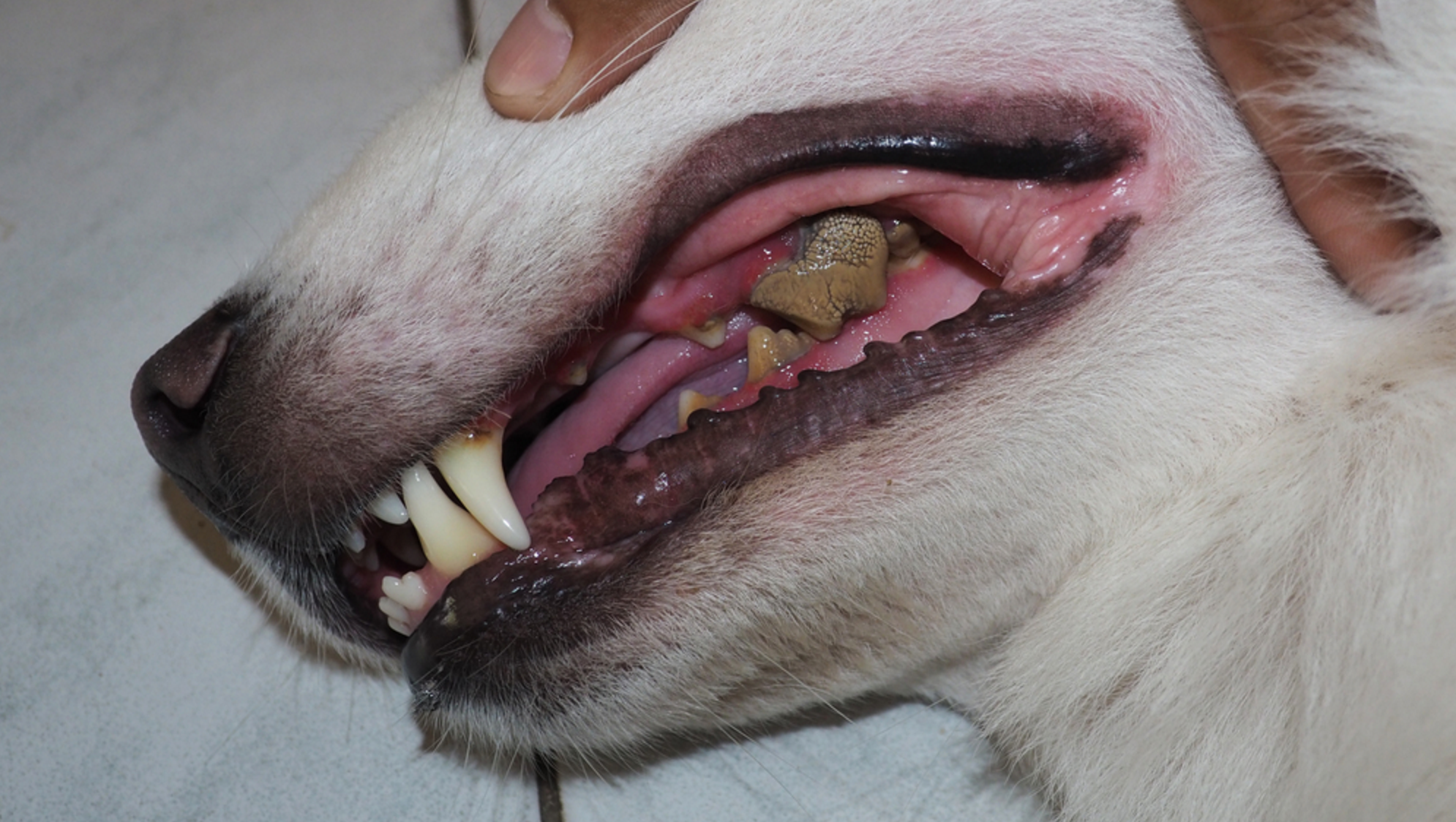 Best Food For Dogs Losing Teeth At Antoinette Hardy Blog