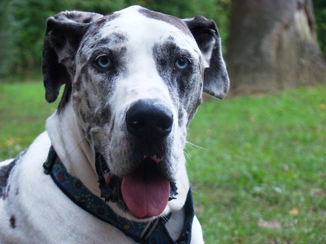 3 Ways to Keep Your Great Dane Happy 