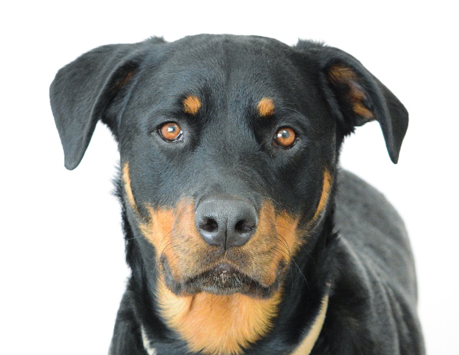 rottweiler-stare-wants-something