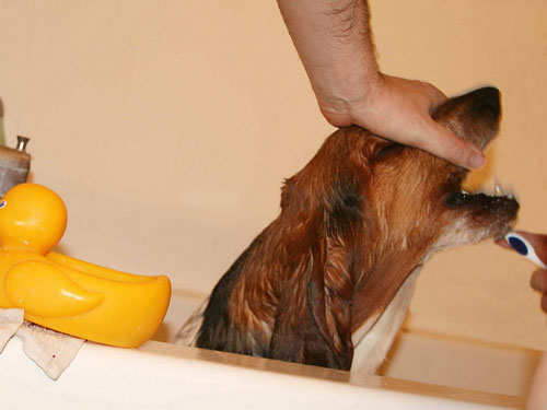 teeth basset hound clean ways simple keep brush iheartdogs those bassethound hounds