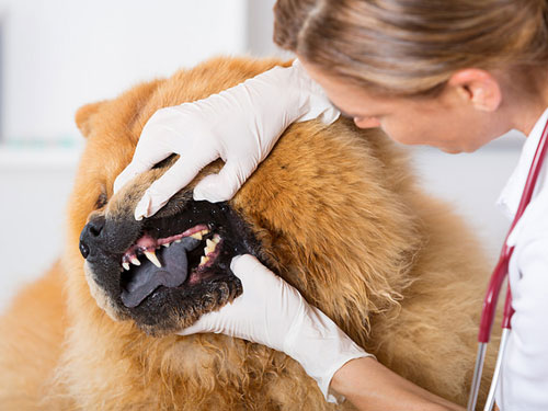 chow teeth clean keep chowchow chows ways simple iheartdogs brush those things