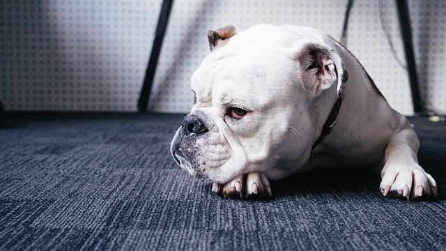 Bulldog resting on floor