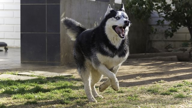 are huskies hyper when theyre adulya