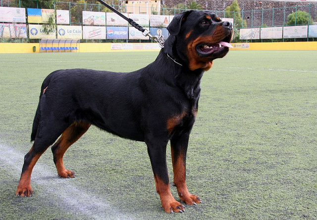 can you walk a rottweiler off the lead? 2