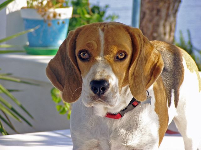 beagle-1815414_640
