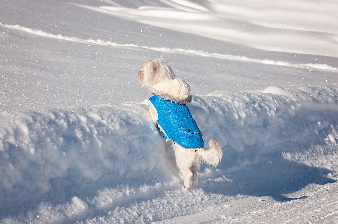 dog-coat-snow