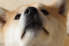 dog-nose1