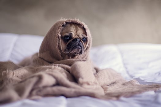 pug-in-a-blanket