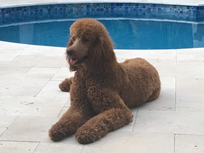 Beyond Shaved Feet: Popular Poodle Cuts