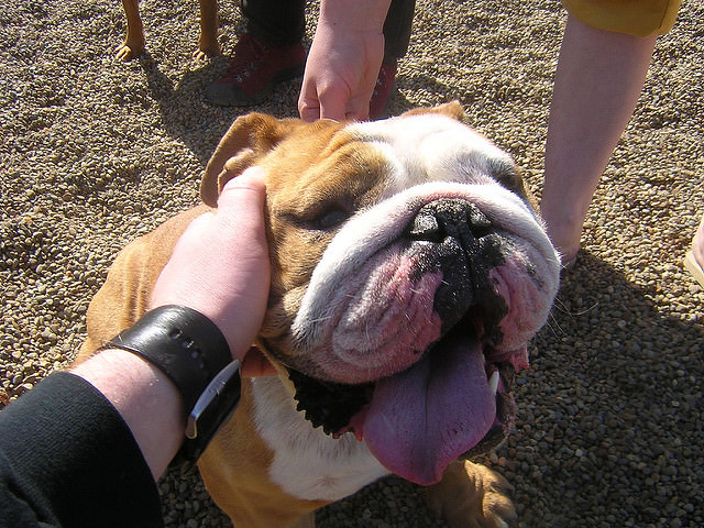 how strong is an english bulldogs bite