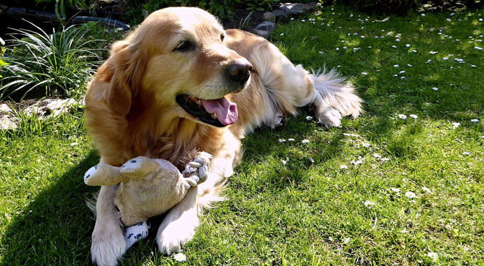 Improve Your Golden Retriever's Skin & Coat With This One Simple Hack