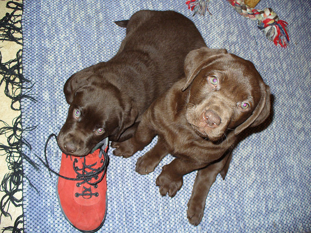 baby brown labs