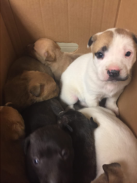 puppies_in_box