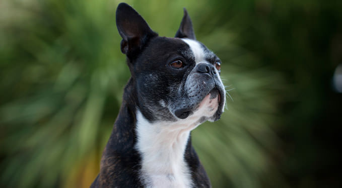 Improve Your Boston Terrier's Skin & Coat With This One Simple Hack