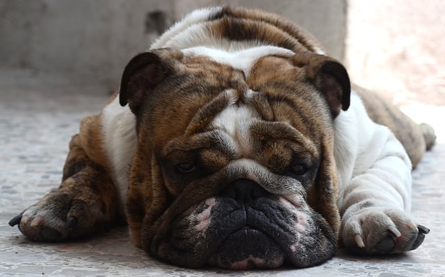 how much should old english bulldogs weigh