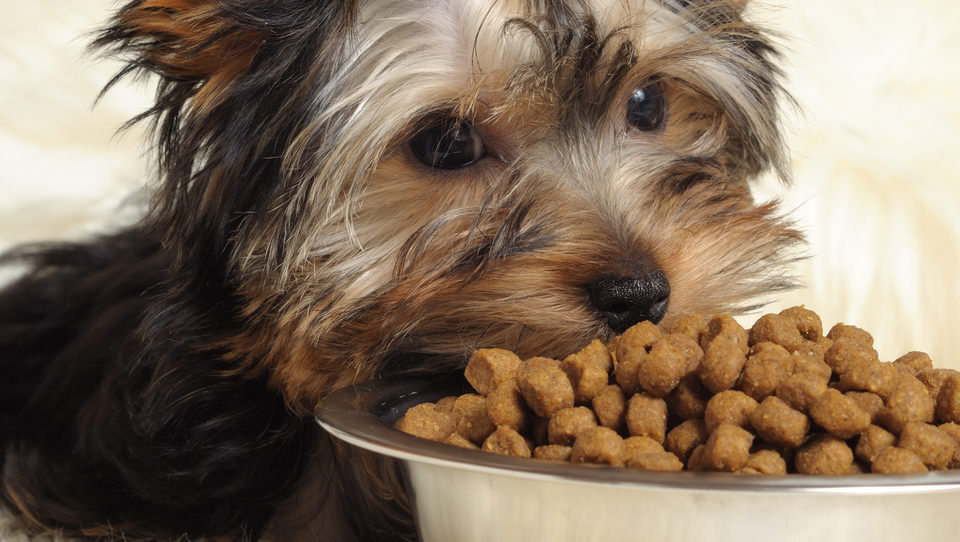 how many times a day does a yorkie eat