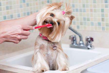 12 Dog Grooming Hacks for Pup Owners| How to Groom Your Dogs, Pet Grooming Hacks, Hacks for Pet Owners, Tips and Tricks for All Pet Owners, DIY Pet Grooming, Popular Pin .