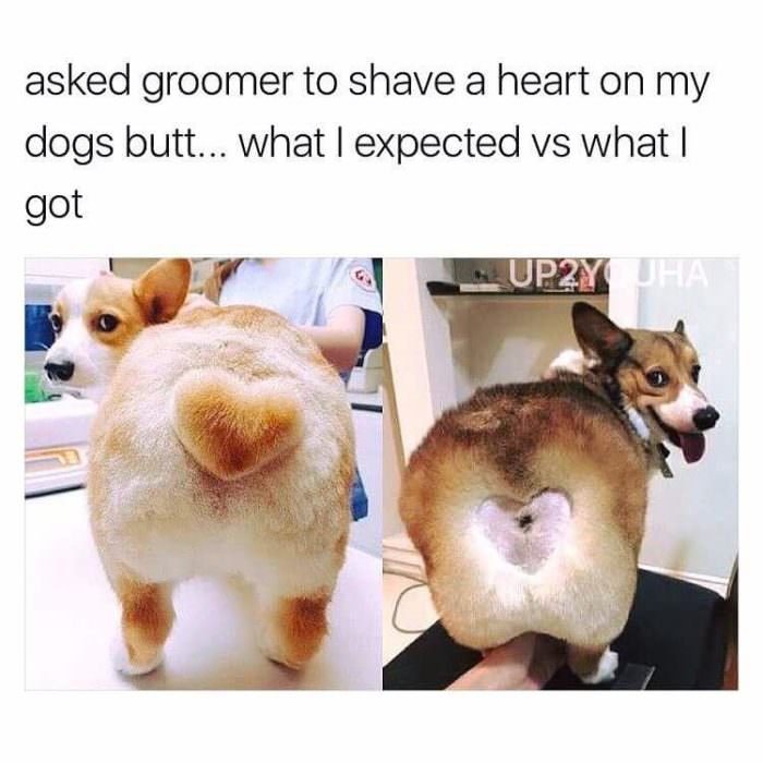 Ask A Groomer: Why Does My Dog's Haircut Cost More Than Mine?