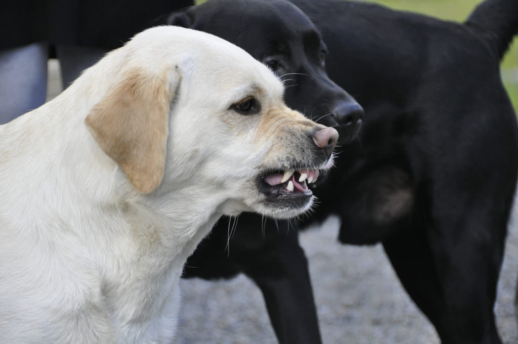 dog snarls at other dogs