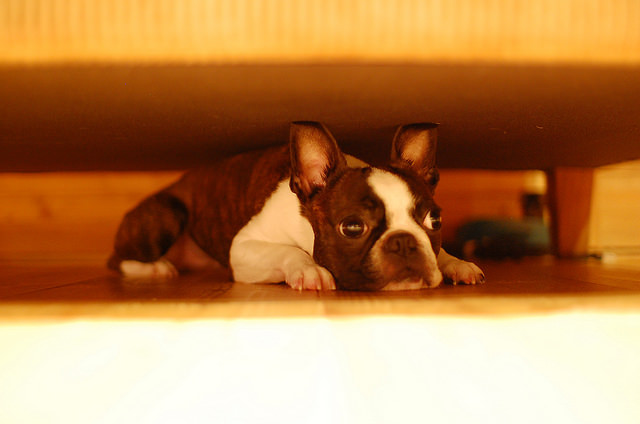 why is my boston terrier so scared? 2
