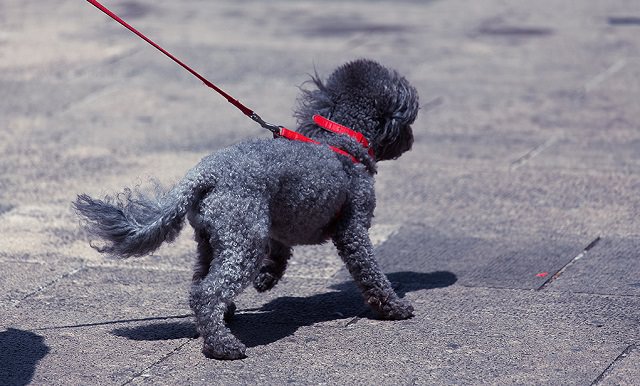 Prevent Your Poodle From Pulling on Leash