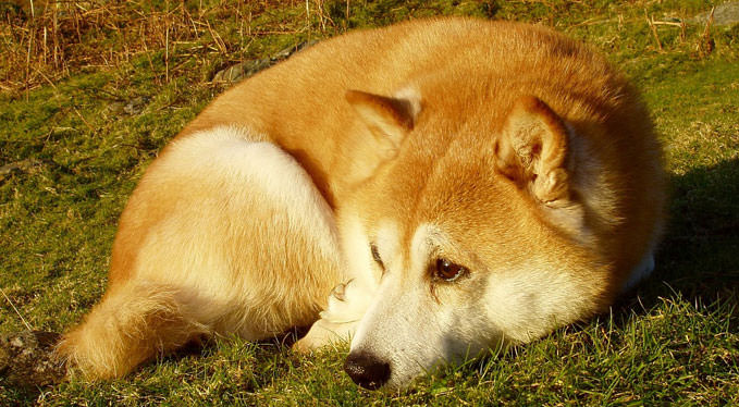 Improve Your Shiba Inu S Skin Coat With This One Simple Hack