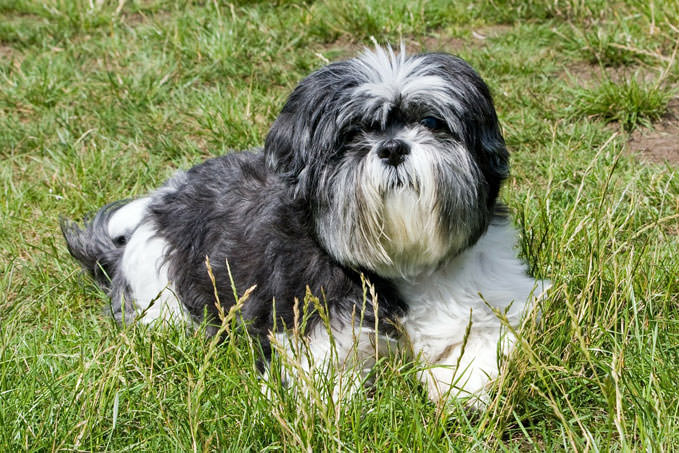 best dog food for shih tzu with skin allergies