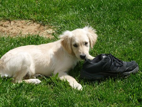 Ask A Vet: Why Does My Dog Chew My Shoes?