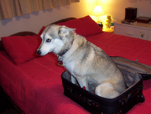 The 4 Best Ways To Transport Your Dog 