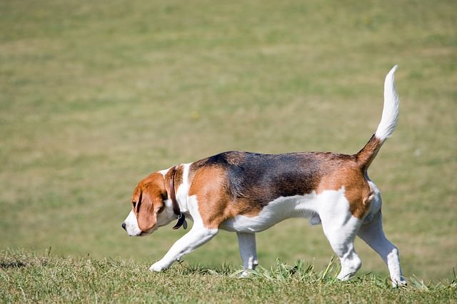 Ways To Keep Your Beagle Happy And Healthy