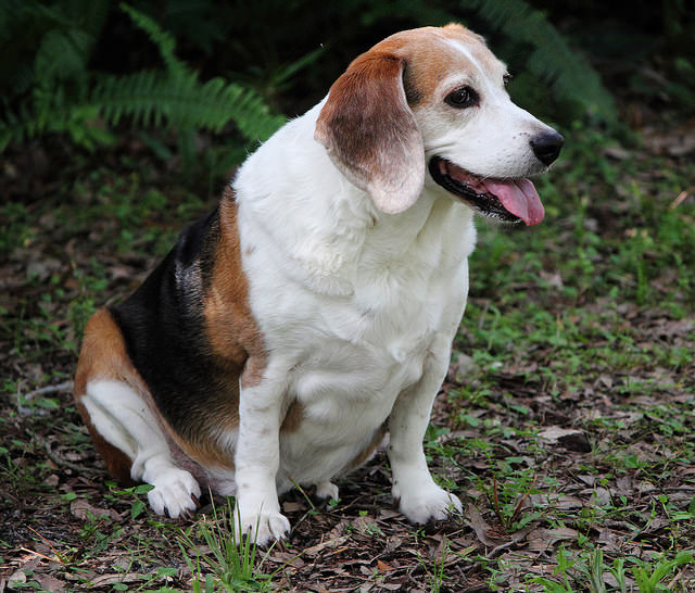 what is overweight for a beagle?