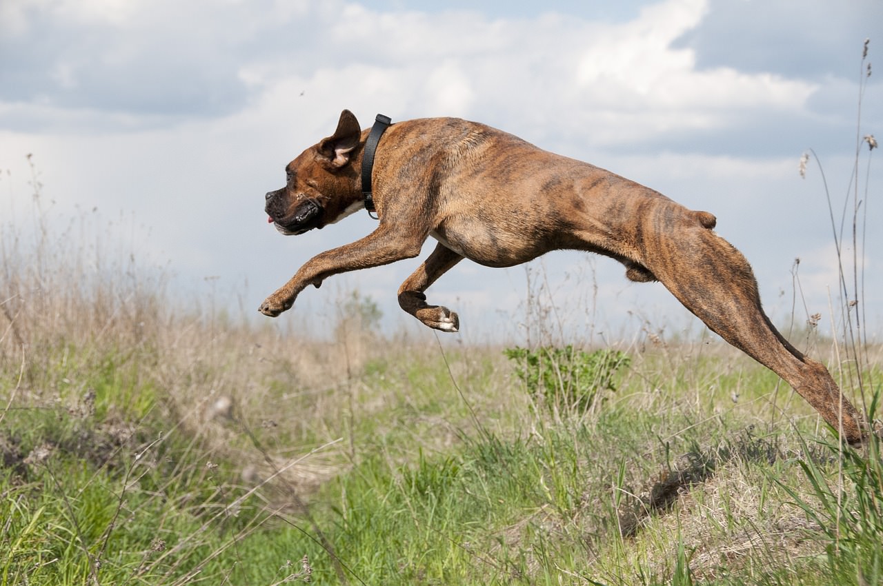 are dogs tails used for balance