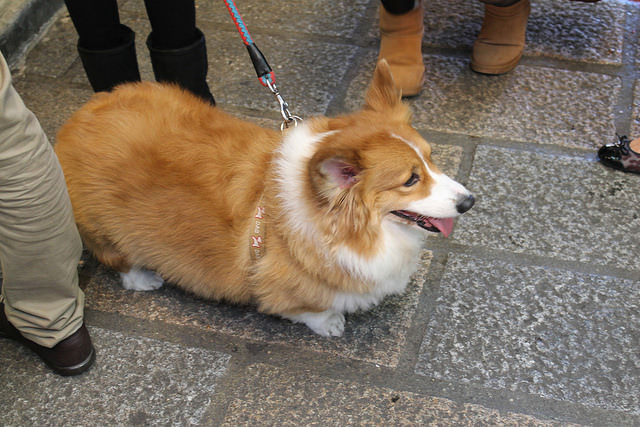 3 Signs Your Corgi is Overweight