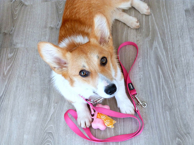 Prevent Your Corgi From Pulling on Leash