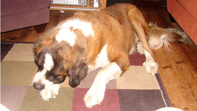 Relieve Your St Bernard's Joint Pain