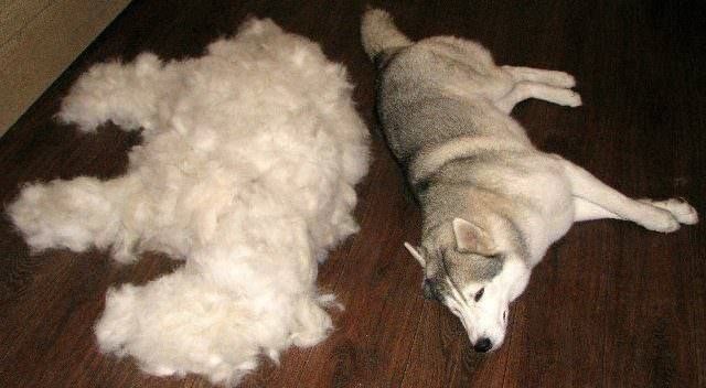 puppy fur shedding