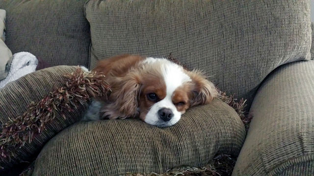 Why You Need a Cavalier King Charles Spaniel - PetHelpful