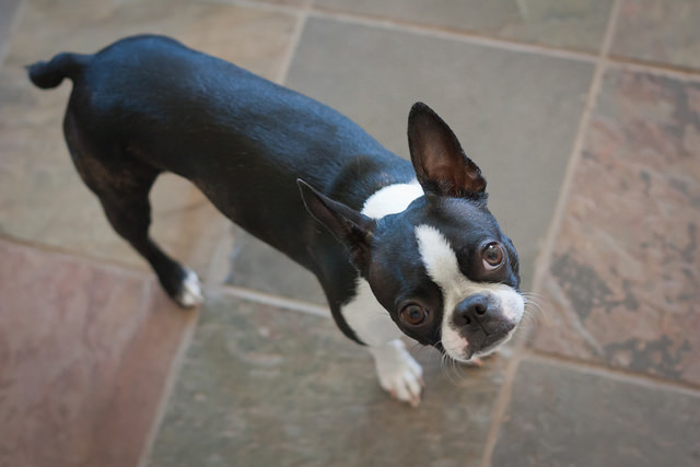 Health Concerns For Your Boston Terrier