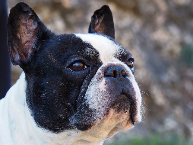 Top 3 Health Concerns For Your French Bulldog
