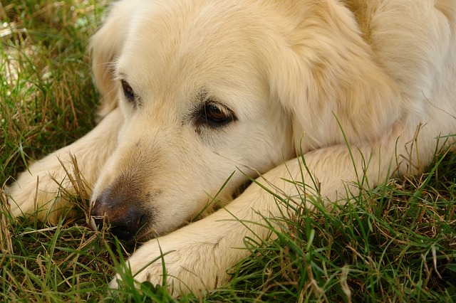 5-ways-to-calm-an-anxious-dog-iheartdogs